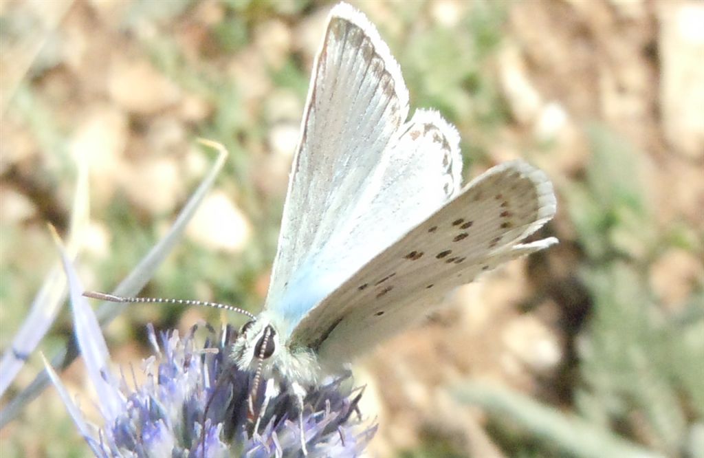 Licenide dall''Abruzzo